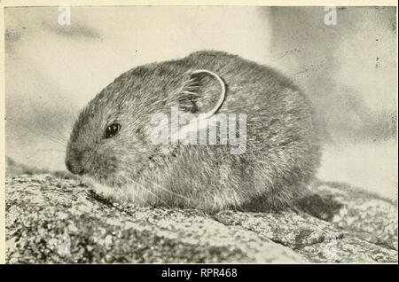 . Animaux américaine ; un guide populaire pour les mammifères de l'Amérique du nord au nord du Mexique, avec l'intime des biographies de mieux connaître les espèces. Les mammifères. . Veuillez noter que ces images sont extraites de la page numérisée des images qui peuvent avoir été retouchées numériquement pour plus de lisibilité - coloration et l'aspect de ces illustrations ne peut pas parfaitement ressembler à l'œuvre originale.. Pierre, Witmer, 1866-1939 ; Cram, William Everett, 1871-. New York, Doubleday, Page &AMP, le nom de l'entreprise Banque D'Images