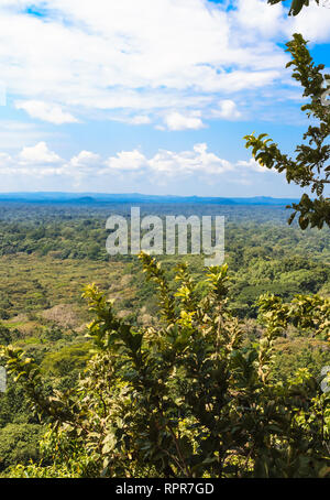 Forêt tropicale au cœur de la savane. Forêt de Kakamega. Le Kenya, l'Afrique Banque D'Images