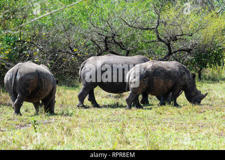 Rhinocéros blanc du sud (Ceratotherium simum simum) pâturage, Ziwa, basé à Rhino Sanctuary, District de Nakasongola, dans le Nord de l'Ouganda, l'Afrique de l'Est Banque D'Images