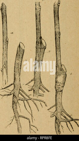 . La culture des fruits d'amateur. Un guide pratique de la culture de fruits pour la maison et le marché. Écrit avec référence particulière aux régions froides. La culture de fruits. 123 et greffage en herbe. de succès que si au-dessus de la surface, et l'arbre sera plus rustique que si l'Union européenne ont été au-dessus du sol, depuis le point le plus faible dans un arbre (la greffe) seront protégés par la terre. Bien sûr très souvent, il est impossible de faire le travail de cette manière. La Figure 103 montre une racine de raisin ainsi greffée. Les méthodes adaptées pour la greffe au-dessous du sol sont les mêmes que pour au-dessus du sol, seulement pas tant wax Banque D'Images