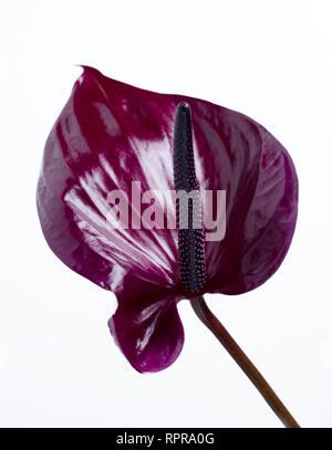 Anthurium rouge foncé à l'arrière-plan blanc. Décor minimaliste Tropical Banque D'Images