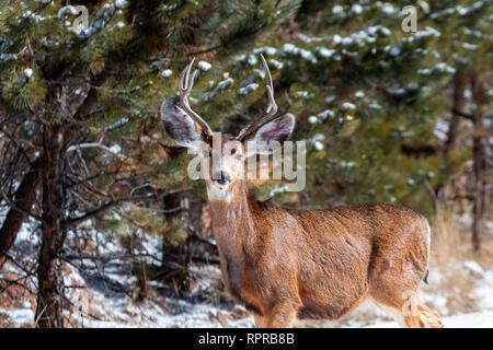 Petit troupeau de cerfs-mulets profite d'une belle matinée d'hiver dans le désert du Colorado Banque D'Images