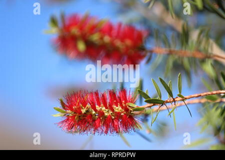 Bottlebrush Callistemon rigidus) (arbre fleurit à la fin novembre dans la banlieue de Houston au Texas. Banque D'Images