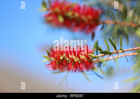 Bottlebrush Callistemon rigidus) (arbre fleurit à la fin novembre dans la banlieue de Houston au Texas. Banque D'Images