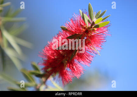 Bottlebrush Callistemon rigidus) (arbre fleurit à la fin novembre dans la banlieue de Houston au Texas. Banque D'Images