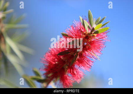 Bottlebrush Callistemon rigidus) (arbre fleurit à la fin novembre dans la banlieue de Houston au Texas. Banque D'Images