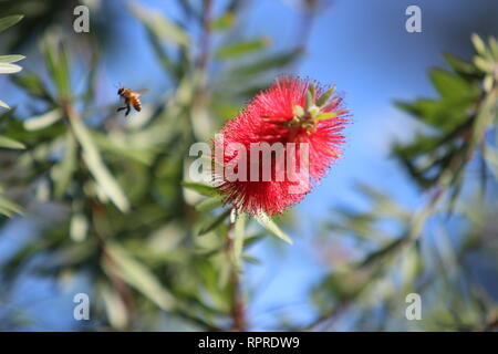 Une abeille tourne autour des Bottlebrush Callistemon rigidus) (en fleurs arbres fin novembre dans la banlieue de Houston au Texas. Banque D'Images