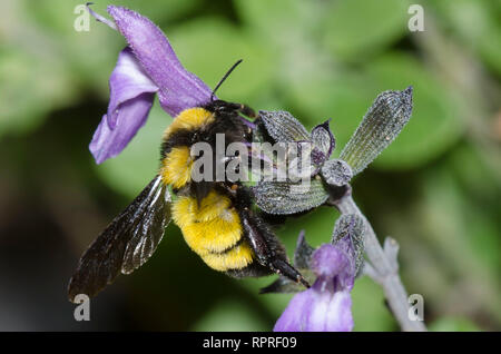 Bumble Bee de Sonora, Bombus sonorus Banque D'Images