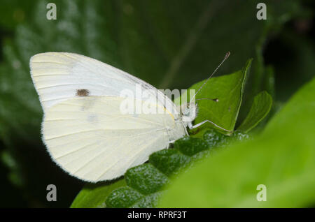 Le chou blanc, Pieris rapae Banque D'Images