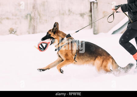 Berger Allemand de près de titulaire au cours de la formation d'hiver. La formation des adultes de race Chien Loup d'Alsace. Chien de formation dans les mâchoires du manchon Holding Banque D'Images