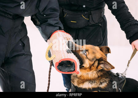 La formation de berger allemand pure race, jeune chien ou Chien Loup d'Alsace. L'attaque et la défense. Formation avec manchon en saison d'hiver Banque D'Images