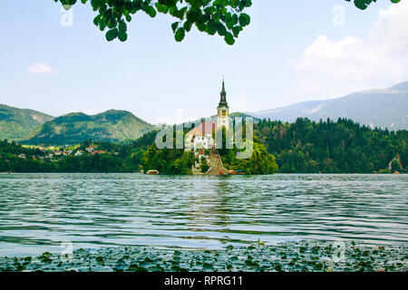 L'île de Bled. Vue sur la petite île avec l'Église catholique dans le lac de Bled. Nénuphars. La Slovénie, Triglav région. Alpes slovènes. Alpes Juliennes en été. Banque D'Images