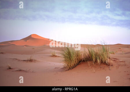 Sahara occidental le coucher du soleil. Dune rougeoyant. La lumière du crépuscule tombant sur dunes, touffe d'herbe. Paysage du désert marocain. Merzouga, Maroc. Désert du Sahara, l'Afrique du Nord Banque D'Images