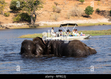 Trois jeunes éléphants mâles se battent submergés dans la rivière, tandis que les bateaux touristiques passent près du parc national de Chobe, Kasane au Botswana Banque D'Images