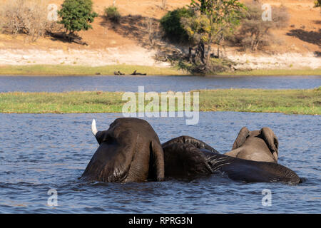 Trois jeunes éléphants de sexe masculin jouent à la lutte et à la natation dans la rivière, le parc national Chobe, Kasane au Botswana Banque D'Images