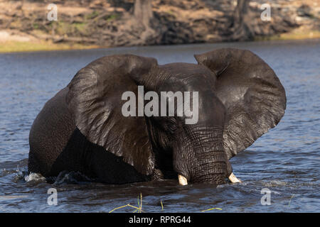 Un éléphant émergeant d'une baignade et d'un lavage dans la rivière avec ses oreilles dehors, Chobe National Park, Kasane au Botswana Banque D'Images