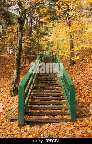 Escalier en bois vert menant au sommet d'une colline avec des arbres en automne Banque D'Images
