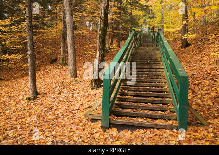 Escalier en bois vert menant au sommet d'une colline avec des arbres en automne Banque D'Images