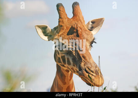 Girafe en captivité au Zoo de Taronga. Photo a été prise au Zoo de Taronga. Photo prise par Nick Arena. Équipement de photographie utilisé : Canon 300 D. Banque D'Images