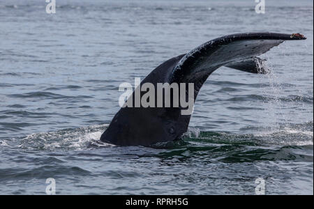 Conte de la baleine à bosse avec de l'eau dégoulinant dans le sud de l'Alaska. Banque D'Images