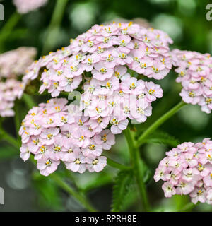 Achillée millefeuille (Achillea millefolium), rose pâle variété close-up Banque D'Images