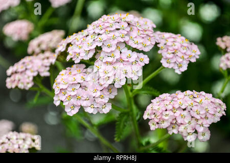 Achillée millefeuille (Achillea millefolium), rose pâle variété close-up Banque D'Images