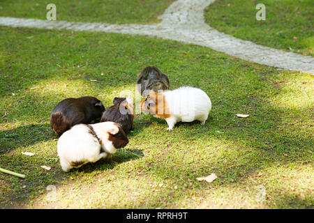 Groupe de cobayes dans le jardin. Banque D'Images