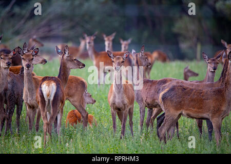 Red Deer, exploitées pour venision, sont très alerte dans une zone rurale dans la région de Canterbury, Nouvelle-Zélande Banque D'Images