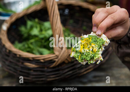 L'ortie et l'ail des ours Pesto canape, cherchaient leur nourriture dans les aliments sauvages, Sussex, UK Banque D'Images