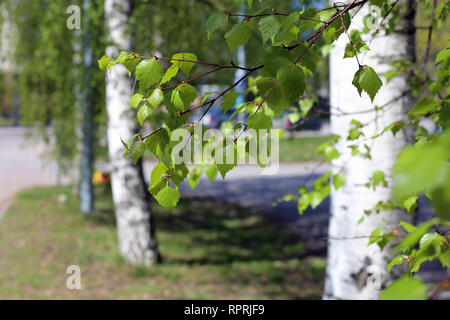 Bouleau détails - chatons, fleurs, feuilles et tronc d'arbre. Printemps / été coloré image a été prise au cours de journée ensoleillée en Finlande. Banque D'Images