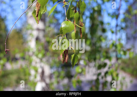 Bouleau détails - chatons, fleurs, feuilles et tronc d'arbre. Printemps / été coloré image a été prise au cours de journée ensoleillée en Finlande. Banque D'Images