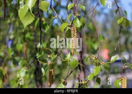 Bouleau détails - chatons, fleurs, feuilles et tronc d'arbre. Printemps / été coloré image a été prise au cours de journée ensoleillée en Finlande. Banque D'Images