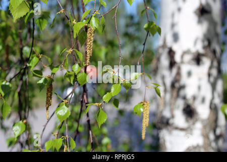 Bouleau détails - chatons, fleurs, feuilles et tronc d'arbre. Printemps / été coloré image a été prise au cours de journée ensoleillée en Finlande. Banque D'Images