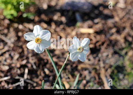 Les jonquilles photographié sur un pré au cours d'une journée ensoleillée en Finlande. Beau blanc et orange fleurs dans semicloseup photo. Image couleur. Banque D'Images