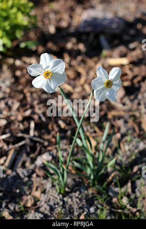 Les jonquilles photographié sur un pré au cours d'une journée ensoleillée en Finlande. Beau blanc et orange fleurs dans semicloseup photo. Image couleur. Banque D'Images