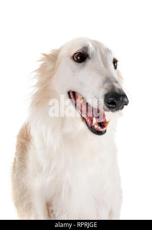 Barzoi blanc in front of white background Banque D'Images