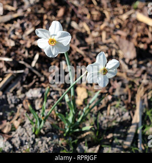 Les jonquilles photographié sur un pré au cours d'une journée ensoleillée en Finlande. Beau blanc et orange fleurs dans semicloseup photo. Image couleur. Banque D'Images