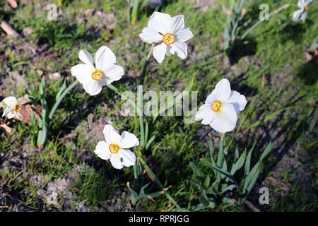 Les jonquilles photographié sur un pré au cours d'une journée ensoleillée en Finlande. Beau blanc et orange fleurs dans semicloseup photo. Image couleur. Banque D'Images