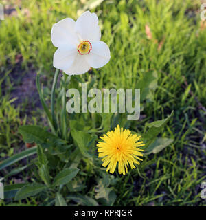 Jonquille blanche et jaune pissenlit photographié sur un pré au cours d'une journée ensoleillée en Finlande. Beau blanc et orange fleurs dans semicloseup photo. Banque D'Images