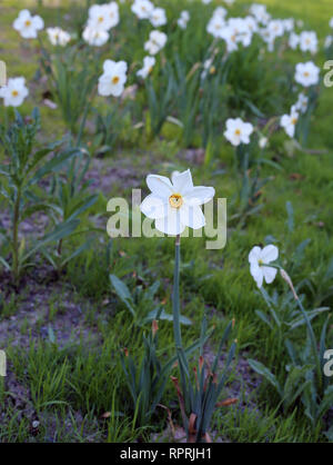 Les jonquilles photographié sur un pré au cours d'une journée ensoleillée en Finlande. Beau blanc et orange fleurs dans semicloseup photo. Image couleur. Banque D'Images