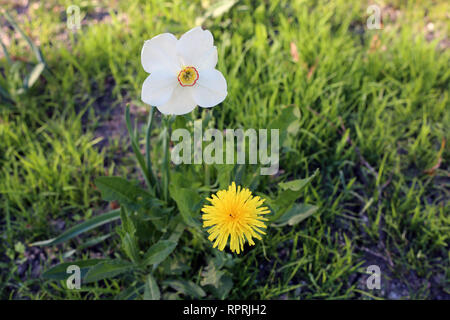 Jonquille blanche et jaune pissenlit photographié sur un pré au cours d'une journée ensoleillée en Finlande. Beau blanc et orange fleurs dans semicloseup photo. Banque D'Images
