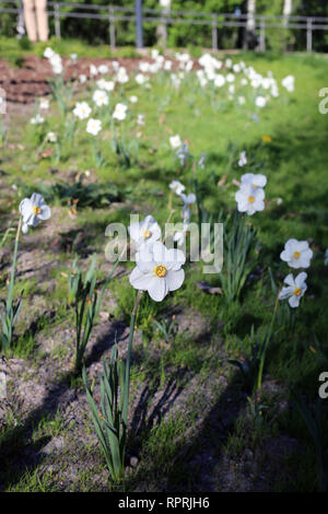 Les jonquilles photographié sur un pré au cours d'une journée ensoleillée en Finlande. Beau blanc et orange fleurs dans semicloseup photo. Image couleur. Banque D'Images