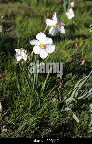 Les jonquilles photographié sur un pré au cours d'une journée ensoleillée en Finlande. Beau blanc et orange fleurs dans semicloseup photo. Image couleur. Banque D'Images