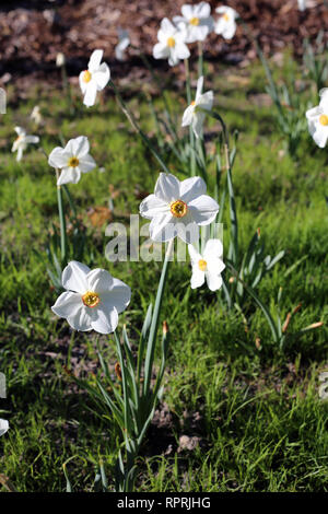 Les jonquilles photographié sur un pré au cours d'une journée ensoleillée en Finlande. Beau blanc et orange fleurs dans semicloseup photo. Image couleur. Banque D'Images