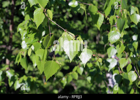 Détails - vert bouleau feuilles, branches et certains coffre dans l'arrière-plan. Printemps / été coloré image a été prise au cours de journée ensoleillée en Finlande Banque D'Images