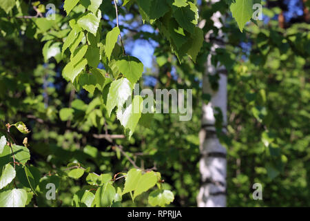 Détails - vert bouleau feuilles, branches et certains coffre dans l'arrière-plan. Printemps / été coloré image a été prise au cours de journée ensoleillée en Finlande Banque D'Images