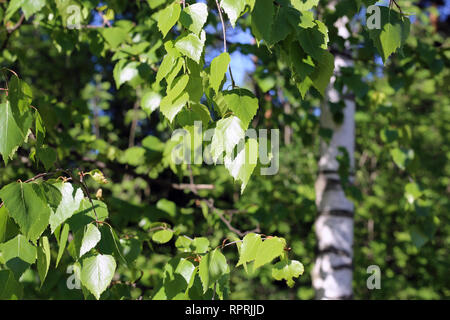 Détails - vert bouleau feuilles, branches et certains coffre dans l'arrière-plan. Printemps / été coloré image a été prise au cours de journée ensoleillée en Finlande Banque D'Images