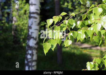 Détails - vert bouleau feuilles, branches et certains coffre dans l'arrière-plan. Printemps / été coloré image a été prise au cours de journée ensoleillée en Finlande Banque D'Images