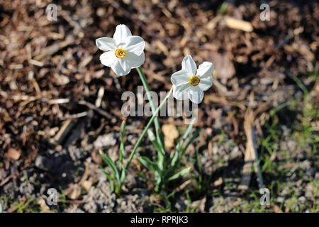 Les jonquilles photographié sur un pré au cours d'une journée ensoleillée en Finlande. Beau blanc et orange fleurs dans semicloseup photo. Image couleur. Banque D'Images