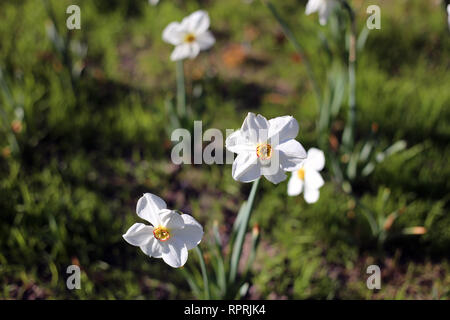 Les jonquilles photographié sur un pré au cours d'une journée ensoleillée en Finlande. Beau blanc et orange fleurs dans semicloseup photo. Image couleur. Banque D'Images